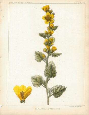 Antique Print, Malvastrum Marrubioides, 1860 ca.