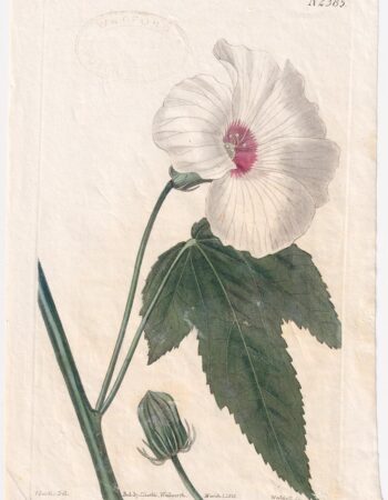 Antique Engraving Print, Weddell Sc., 1823