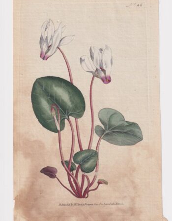 Antique Engraving Print, W. Curtis, Botanic Gardena Lambeth Marsh, 1787