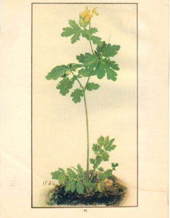 Antique Print, Fleurs, 1909