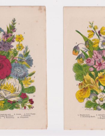 Lot of 2 antique botanic prints, 1870