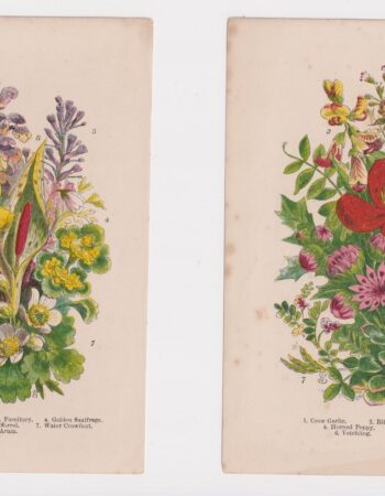 Lot of 2 botanical antique prints, 1870