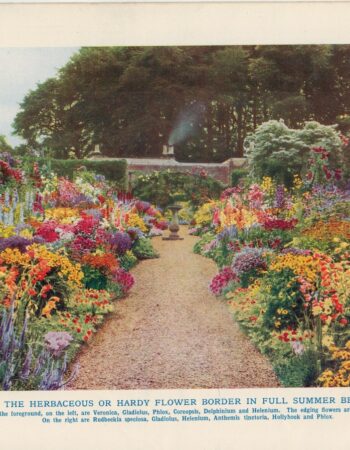 Vintage Print, The Herbaceus or Hardy Flower Border in Full Summer Beauty, 1902