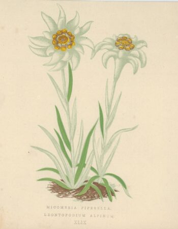 Antique Print, Micomeria Piperella, Leontopodium Alpinum, 1873