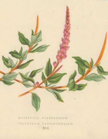 Antique Print, Merendera Bulbocodium, 1873