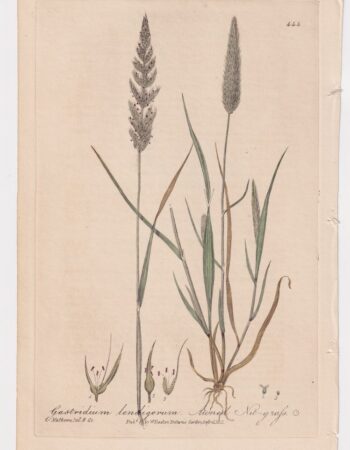 Antique Engraving Print, Gastridium lendigerum, 1841