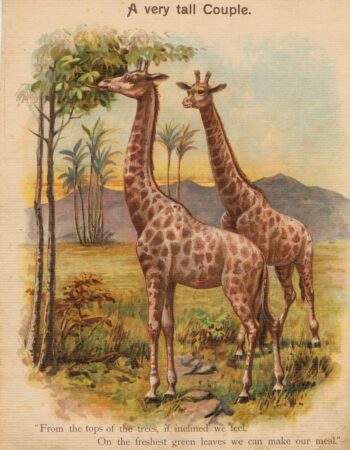 Rare Vintage Print, A very tall Couple; Kept at Bay, 1890 ca.