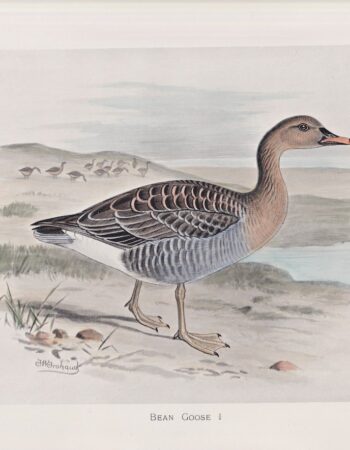 Vintage Print, Bean Goose, 1900