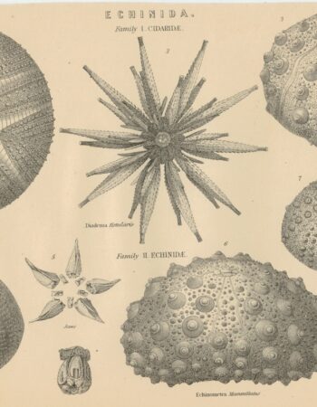 Antique Engraving Print, Echinida, 1870 ca.