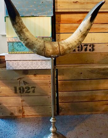 Ox Horns on antique pewter and iron base, 1890 ca.