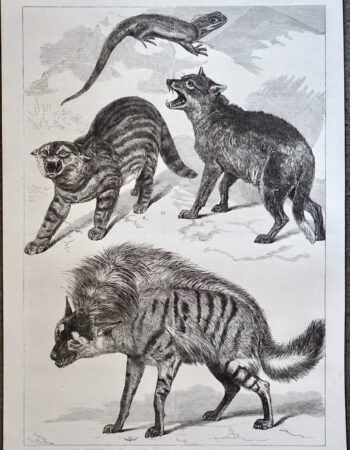 Antique Print, Animals, 1868