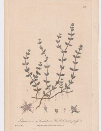 Antique Engraving print, Illecebrum verticillatum, 1842