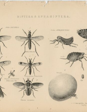 Antique Print, Diptera & Aphaniptera, 1870