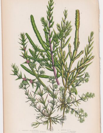 Antique Print, Jointed Glasswort, 1860