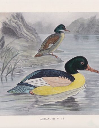 Vintage Print, Goosander, 1900