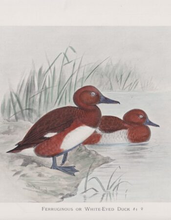 Vintage Print or White-Eyed Duck, 1900