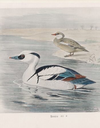 Vintage Print, Smew, 1900