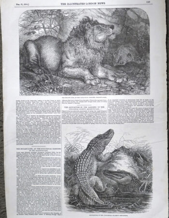 Antique Print, The Indian Lions; Alligators, 1854