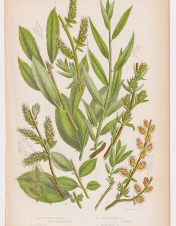 Antique Print, Little Tree Willow, 1860