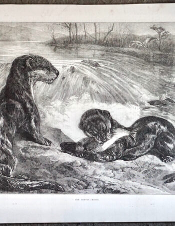 Antique Print, Otters, 1871