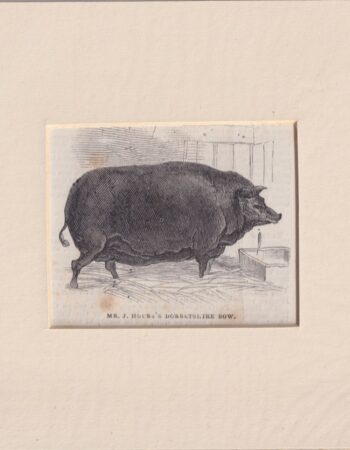 Antique Engraving Print, Mr. J. House's Dorsetshire Sow, 1870 ca.