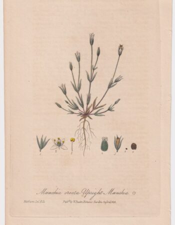 Antique Engraving Print, Moenchia erecta, 1842