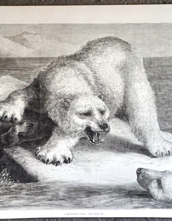 Antique Print, Bear, 1881