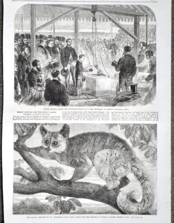 Antique Print, Galago; Prince Leopold, 1864