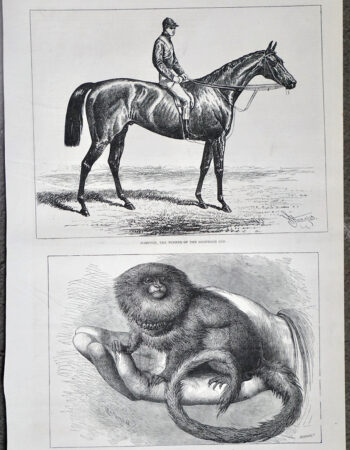 Antique Print, Hampton; The Pigmy Marmozet, 1877