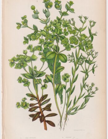 Antique Print,  Sea Spurge, 1860