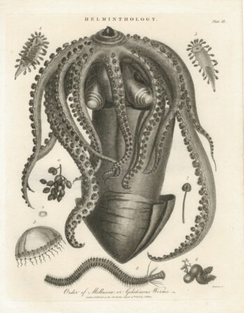 Rare Antique Engraving Print, Helminthology, 1808
