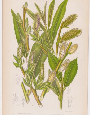 Antique Print, Silky Leaved Osier, 1860