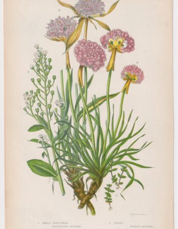 Antique Print, Small Chaffweed, 1860