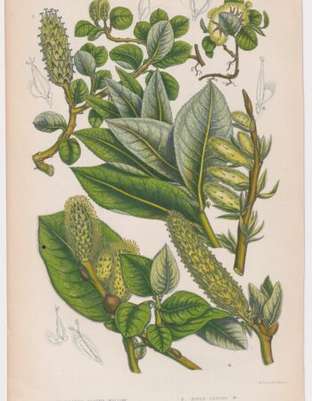 Antique Print, Smooth Leaved Alpine Willow, 1860