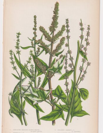 Antique Print, Spreading Halberd Leaved Orache, 1860