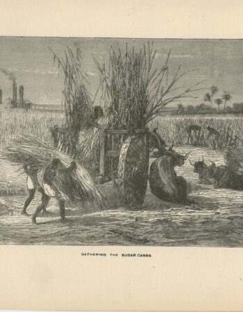 Antique Print, Gathering the Sugar Canes, 1870 ca.