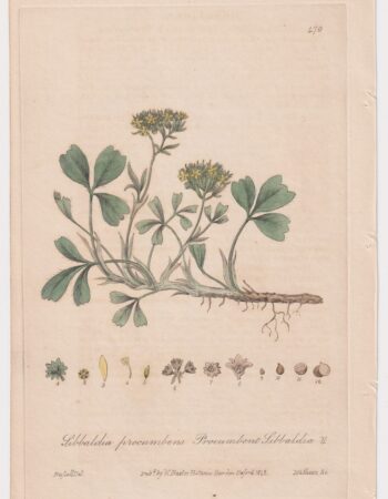 Antique Engraving Print, Sibbaldia procumbens, 1842
