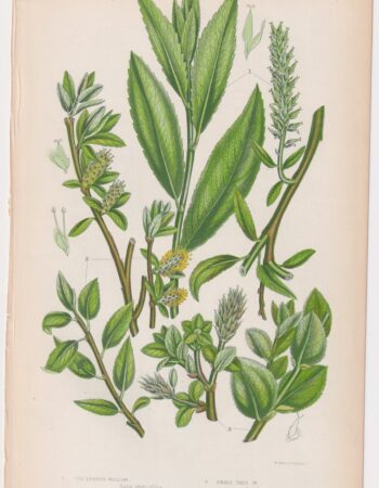 Antique Print, Tea Leaved Willow, 1860