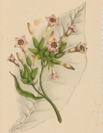 Rare Antique Print, Tobacco, 1873