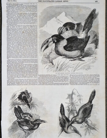 Antique Print, Toucans, 1855