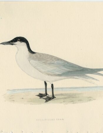 Antique Print, Gull-Billed Tern, 1850