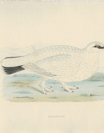 Antique Print, Ptarmigan, 1850