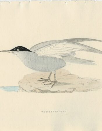 Antique Print, Whiskered Term, 1850