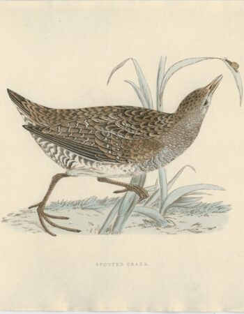 Antique Print, Spotted Crake, 1850 ca.