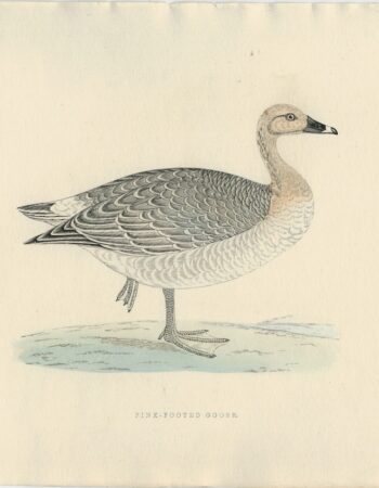 Antique Print, Pink-Footed Goose, 1850 ca.