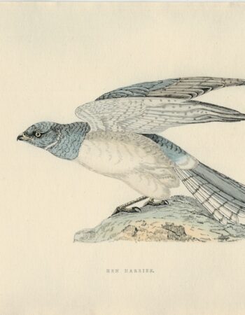 Antique Print, Hen Harrier, 1850