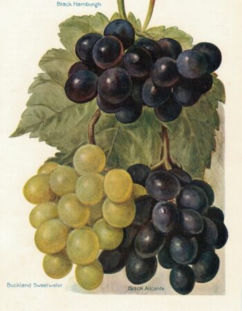 Vintage Print,  grapes varieties, 1886