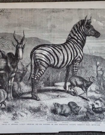 Antique Print, Group of Animals, 1861