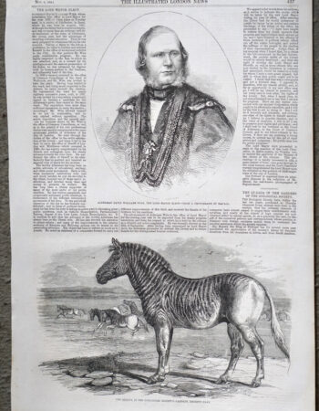 Antique Print, The Quagga; Alderman David Williams Wire, 1858
